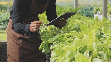 female farmer working early on farm holding wood basket of fresh vegetables and tablet.. video