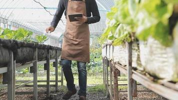 agricultrice travaillant tôt à la ferme tenant un panier en bois de légumes frais et une tablette.. video