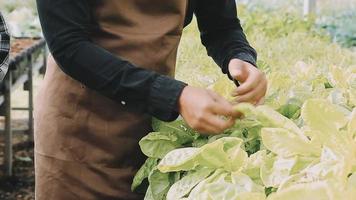 contadina che lavora presto nella fattoria che tiene cesto di legno di verdure fresche e tablet video