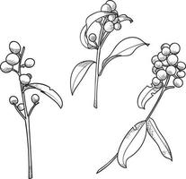 bayas vectoriales, ilustración de arte de línea botánica, dibujadas a mano vector
