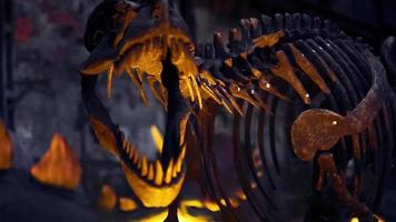 avvicinamento di scheletro di un estinto predatore dinosauro cranio. video