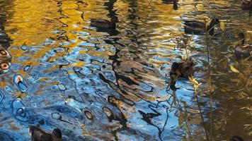 Herde erwachsener Enten, die am warmen Herbsttag in 4k im See schwimmen video