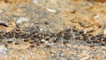 termite marchant sur le fond du sol video