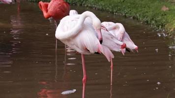 flamant vit dans la nature. video