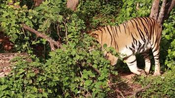 tigre, tigre vive na natureza. video