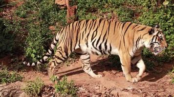 Tiger, der in der Natur spazieren geht video