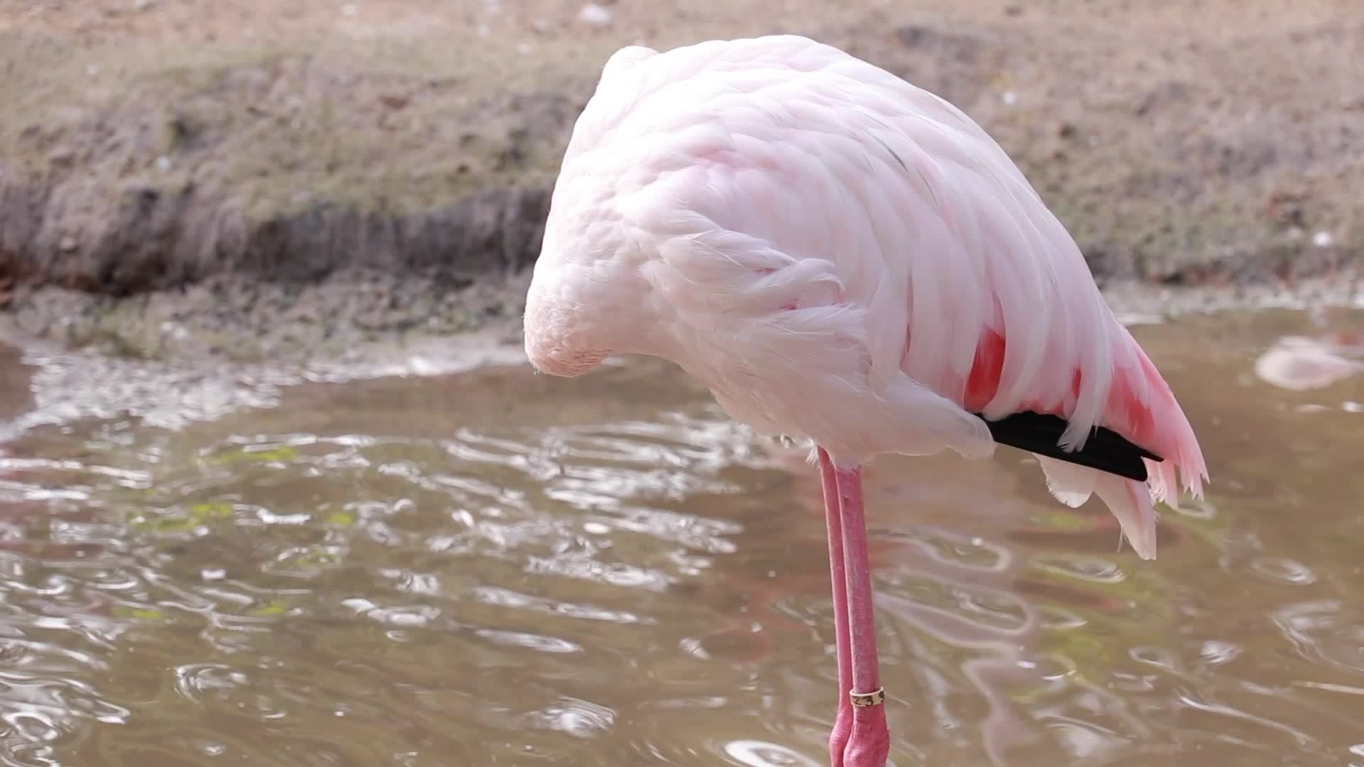 Flamingo live in nature 16186533 stock video at vecteezy
