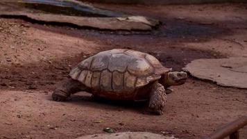 Schildkröte, die in der Natur lebt. video