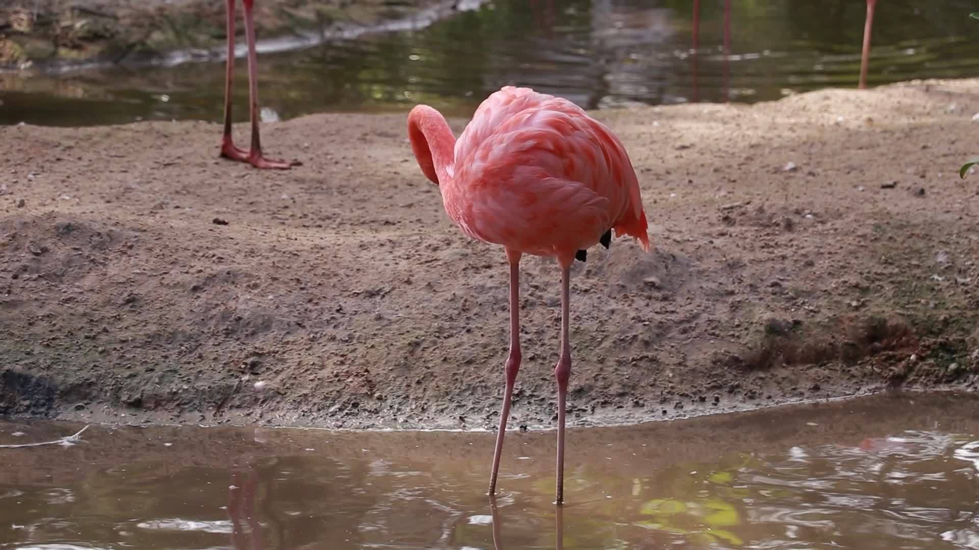 Flamingo live in nature 16186539 stock video at vecteezy