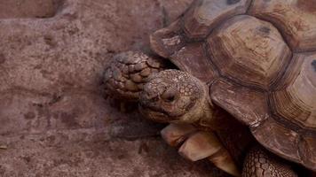 tortuga viviendo en la naturaleza. video
