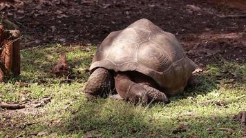 tortuga viviendo en la naturaleza. video