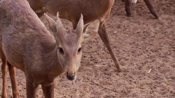 los ciervos viven en la naturaleza. video