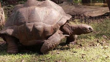 tortuga viviendo en la naturaleza. video