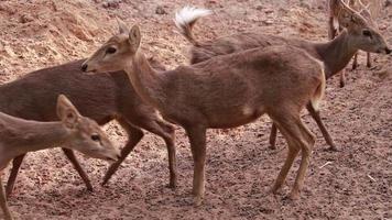 les cerfs vivent dans la nature. video