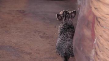 gatto, bambino gatto video