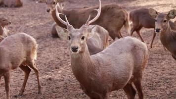 les cerfs vivent dans la nature. video