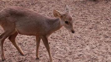 cerf vivant dans la nature, cerf video