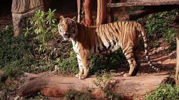 tigre vive na natureza, tigre video