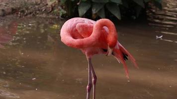 flamant vit dans la nature. video