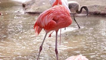 Flamingo live in nature. video