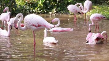 flamingo leven in natuur. video