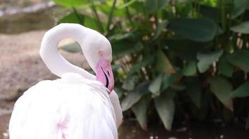 flamant vit dans la nature. video