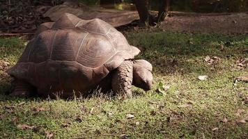 sköldpadda levande i natur. video