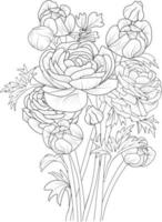 Flowers branch of rununchulas Hand drewn vector illustration Vintage design elements bouquet floral natural collection coloring page and book for adult isolate on white background, engraved ink art.