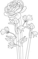 Rununchulas flower pencil sketch, Isolated flower hand drawn vector sketch illustration, botanic collection branch of leaf buds natural collection coloring page floral bouquets engraved ink art.