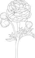 illustration of a rununculus flower, vector sketch pencil art, bouquet floral coloring page and book isolated on white background clipart.