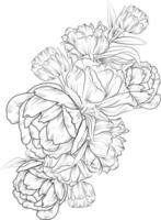 Peony flower drawing. Hand-drawn peony flower bouquet vector sketch illustration engraved ink art botanical leaf branch collection isolated on white background coloring page and books.