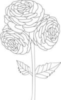 Ranunculus, Buttercup, Black and white outline vector coloring book page for adults and children flowers ranunculus with leaves  buds hand-drawn flowers, isolated on white background ink illustration.