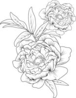 arte vectorial de peonía, boceto de contorno ranúnculo flor libro para colorear dibujado a mano ilustración vectorial artísticamente grabado tinta arte flor narciso flores aisladas en imágenes prediseñadas de fondo blanco. vector