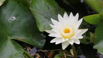 Seerose oder Lotus auf einem Teich video