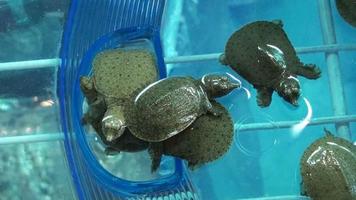tartaruga de casca mole bebê verde video