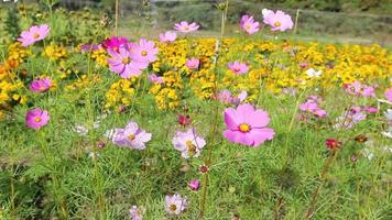 Closeup Kosmos Blumen im Garten video