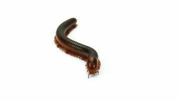 millipede moving on white background video