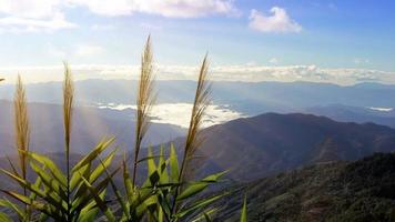 Silver feather grass swaying in wind, mountain fog background video