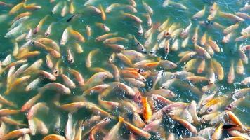 Nil Tilapia Fisch im Teich video