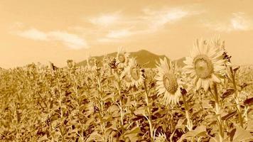 Sunflowers in the wind,sepia effect video