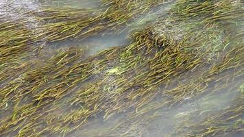 Green algae with canal currents video