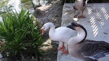 African geese eat leaves and rest by the water's edge on concrete. video
