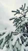 snöig gran träd grenar under lager mjuk fluffig snöflingor stänga upp. skön grön gran täckt med färsk fallen snö på mulen vinter- väder. vertikal video full hd 1080 x 1920