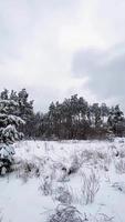 schneebedeckter Kiefernwald an einem sonnigen Wintertag. Sonne Highlight Blendung, Sonnenstrahlen. Märchen Zauberwald. neujahr weihnachten hintergrund. schöner natürlicher Hintergrund. vertikales Video Full HD 1080x1920