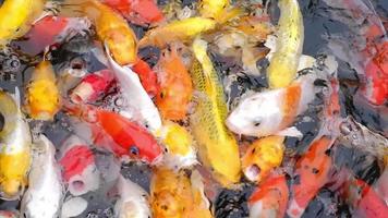 Koi fish of various colors swimming happily in the pond. video