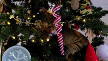 de kat is zittend Aan de Kerstmis boom. hooliganisme van een huisdier, sabotage, schade naar de decor. kerstmis, nieuw jaar. video