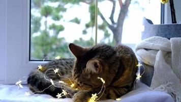 el gato está royendo los cables de la guirnalda led. vandalismo de una mascota, sabotaje, daño a la decoración. peligro para el animal, descarga eléctrica. navidad, año nuevo.