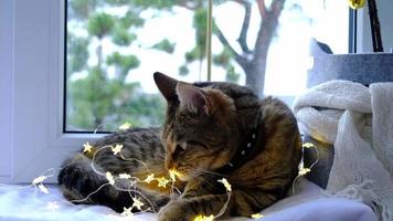 Die Katze nagt an den Drähten der LED-Girlande. Rowdytum eines Haustieres, Sabotage, Beschädigung des Dekors. Gefahr für das Tier, Stromschlag. weihnachten, neujahr. video