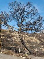 Malibu after Woolsey Fire Burnt Landscape in California photo