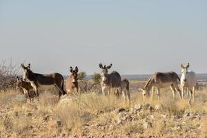Donkeys in Namibia photo